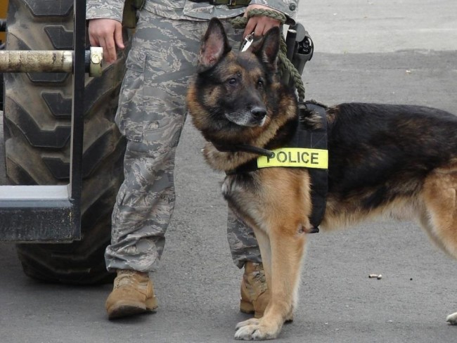 警察犬