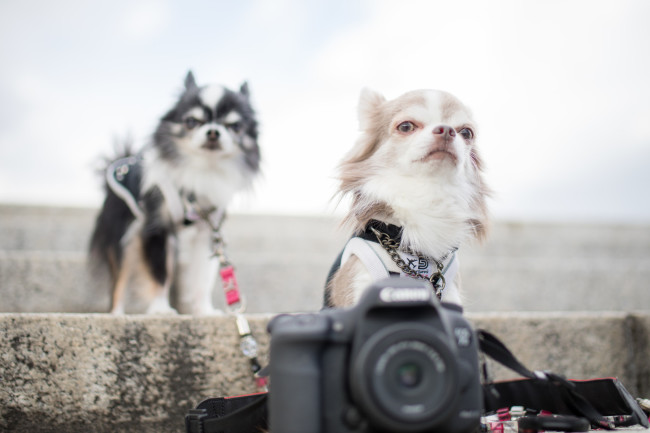 犬と一眼レフ