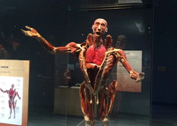 ARで人体を学べる！「人体の不思議展」のスピンオフ展示会がシリコンバレーで開催中