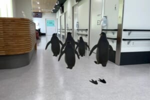 「ARどうぶつえん」が近大病院に常設導入！AR動物で入院のストレス軽減！