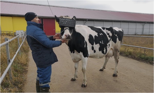 トンデモ科学？ロシアで行われた牛にVRを見せて牛乳の生産量アップの試み