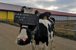 ロシアで行われた牛にVR映像を見せて牛乳の生産量アップの試み