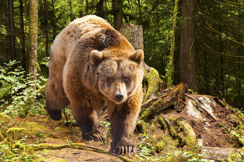 クマ撃退訓練VRプログラムの内容