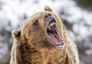 VRクマ撃退訓練プログラム